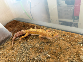 Leopard gecko