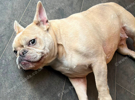 Beautiful frenchie girl
