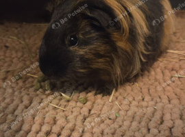 3 guinea pigs