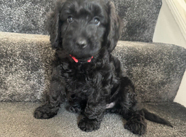 Cockapoo
