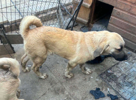 Turkish kangal