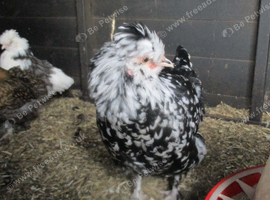Black/White Mottled Pullets( Female) Bantam Pekin/Araucana (Blue eggs)