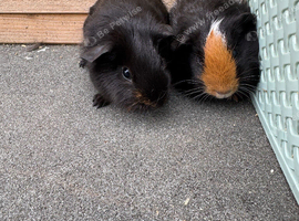 Two male guinea pigs