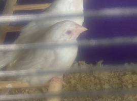 White bengalese pair