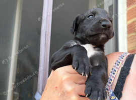 Last stunning male whippet puppy