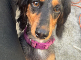 4 year old miniature Dachsound female