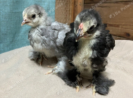 Pekin bantam chicks