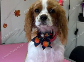 Cavalier king charles spaniel female