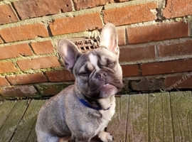 KC REG French bulldog for stud only