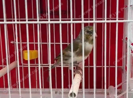 Gold finch mule