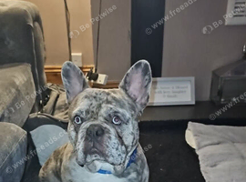 Male and female French bulldog