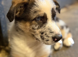 Beautiful Shollie Pups