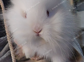 BEAUTIFUL PUREBRED LIONHEAD BABIES