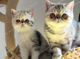 Ready Now . Gorgeous GCCF registered kittens from Champions parents