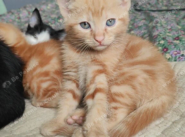 Ginger kitten