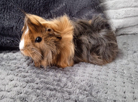 2 Guinea Pig boys