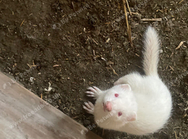 Male albino 2 months old need gone