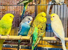 Young budgies