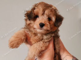 Fluffy Pomapoo baby boy