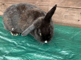 Female rabbit for sale in Partington