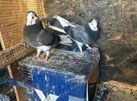 Garden fantails