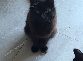 Brown kitten
