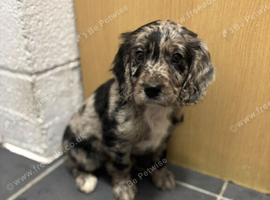 3 working cocker spaniel puppies