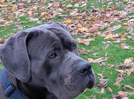 Male cane corso
