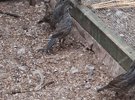 California quail