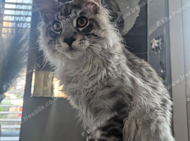 Beautiful male maine coon for sale
