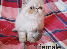 Only 3 GCCF PERSIAN EXOTICS