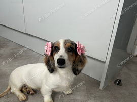 Absolutely beautiful little girl