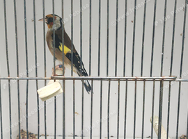 23 goldfinch cock