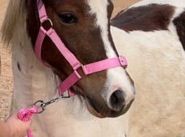 Young pony