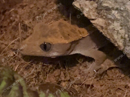 Crested gecko + setup