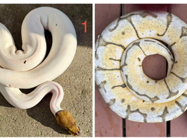 Updated Urgent royal pythons and young boa
