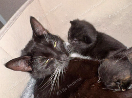 3 kittens ready for new homes.