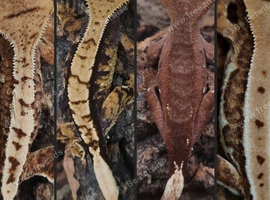 X4 Cresties