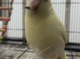 Cream coloured Kakariki