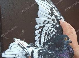 Toy / frill stencil racing pigeons available