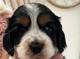Cockalier puppies