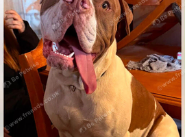 American bull dog