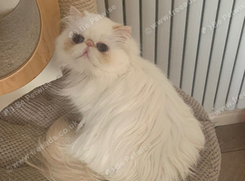 Stunning Persian lady