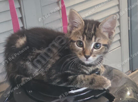 3 Kittens left for sale ready now