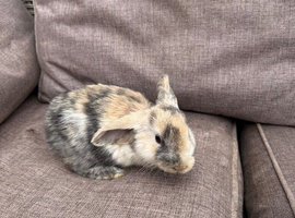 Beautiful mini lop bunnies