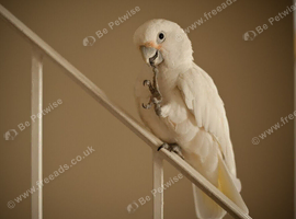 Cockatoo Glasgow