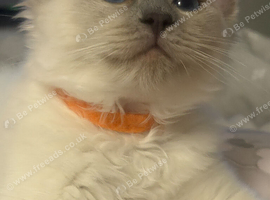 Ragdoll Tica registered kittens