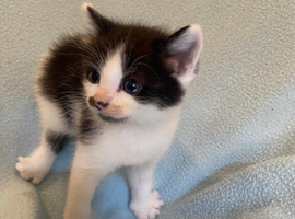 6 Adorable Kittens