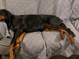 Dobermann