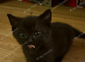 2 Black Boys kittens